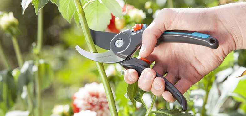 How to prune your plants