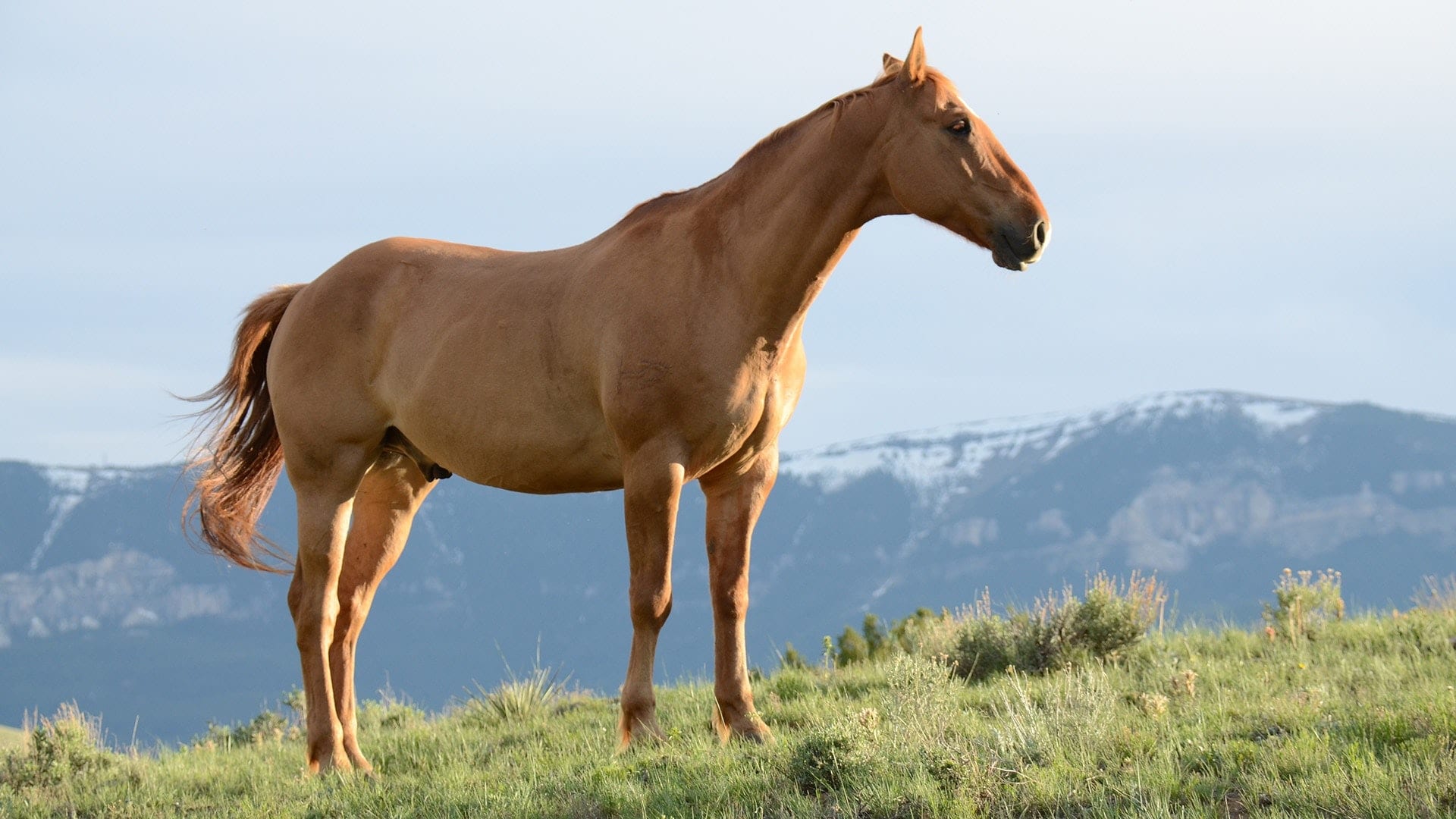 Horse in open field