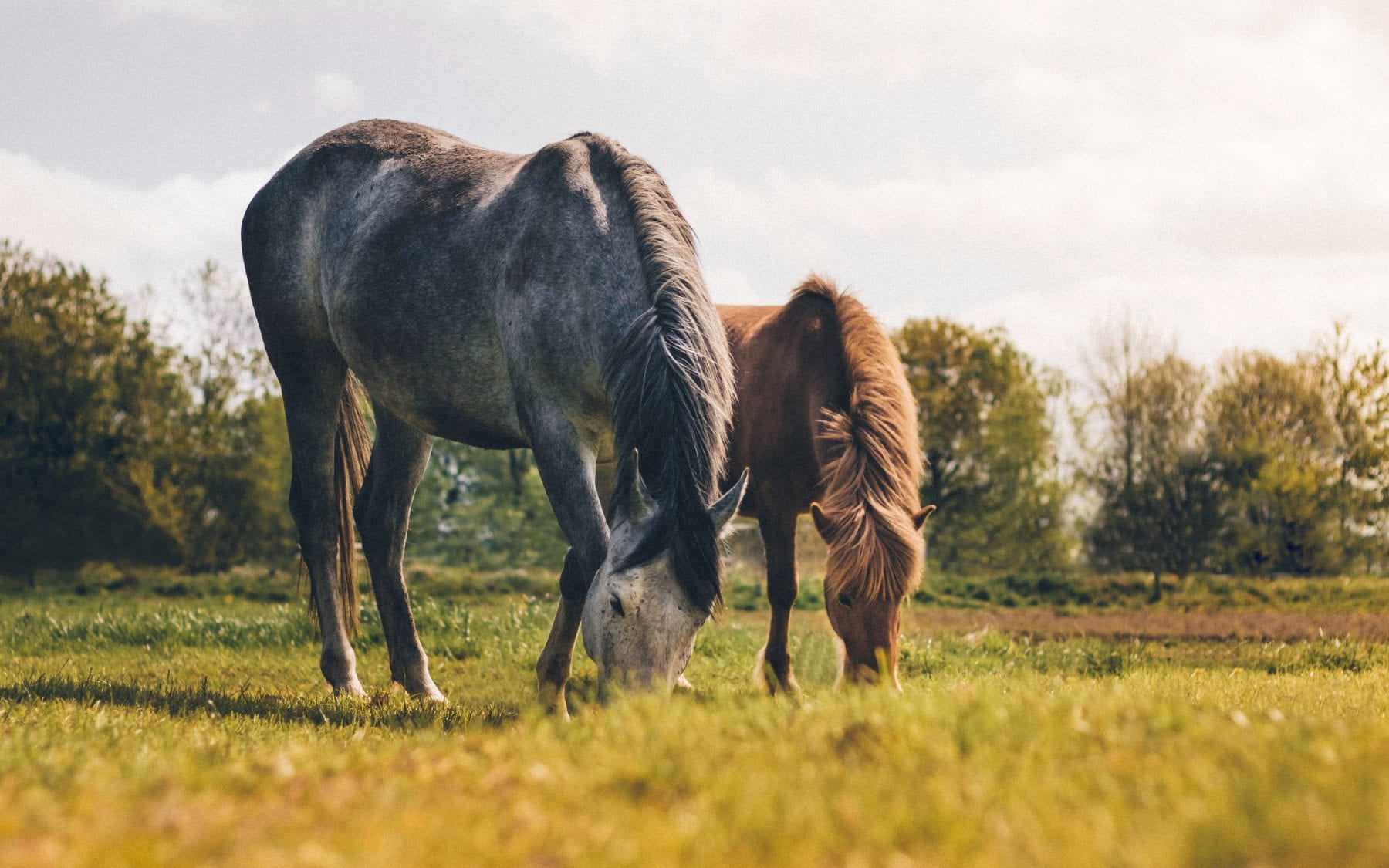 Horses in Field