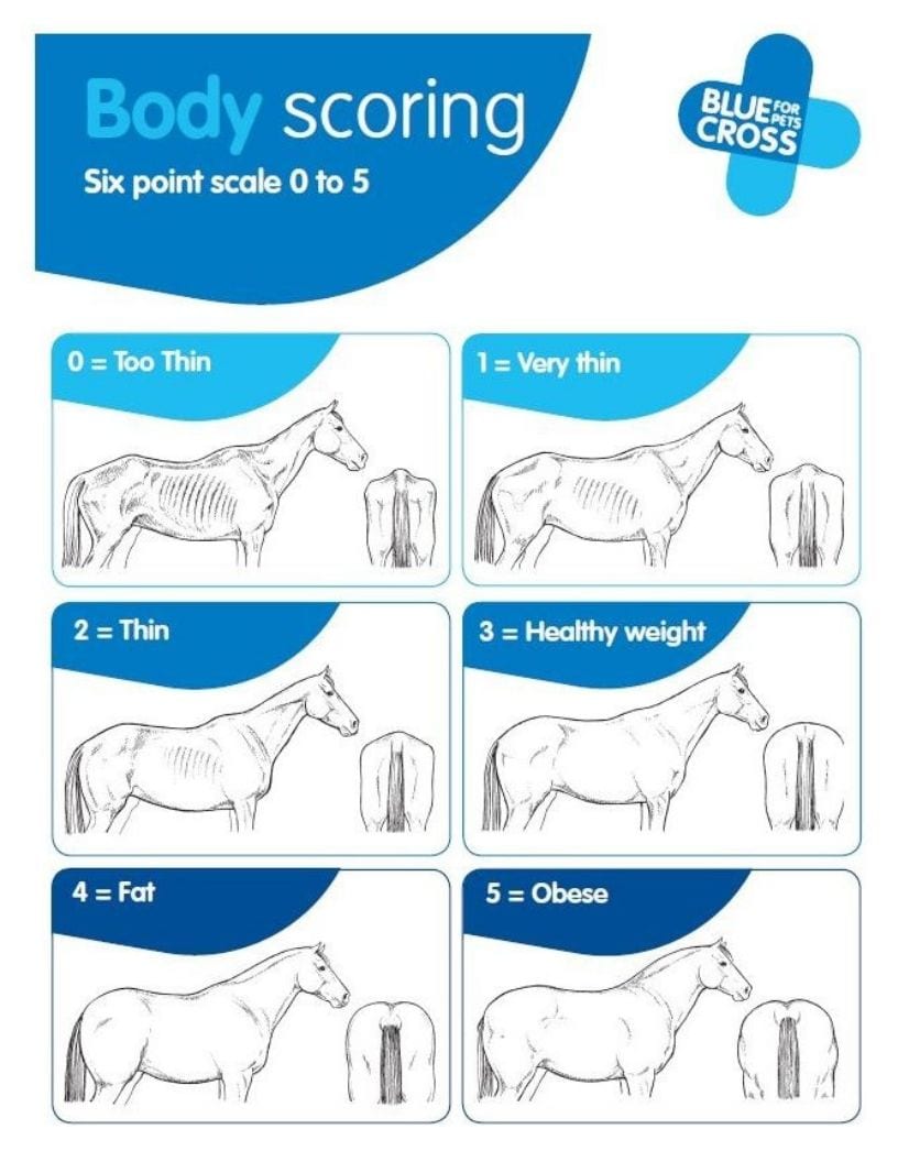 Horse Weight Chart Healthy