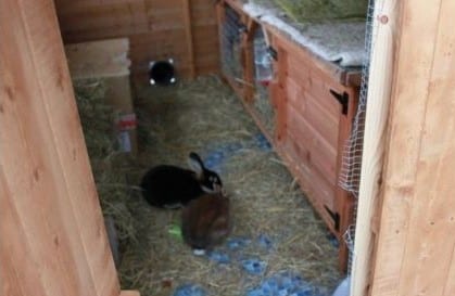 Rabbits outside hutch
