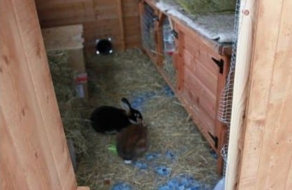 Keeping rabbits outside shop in winter