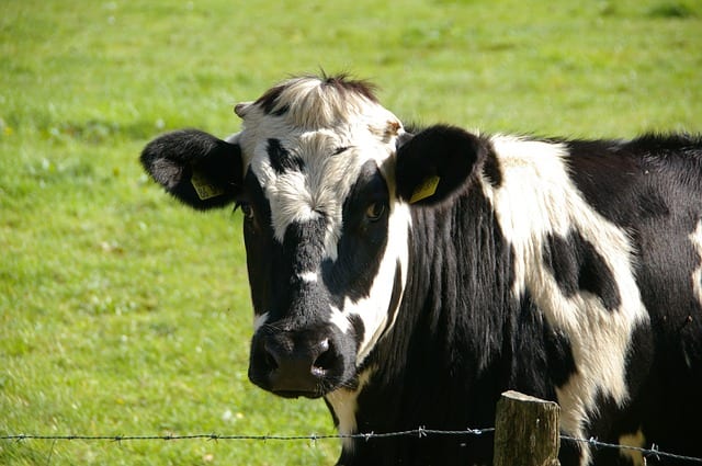 Cow in field