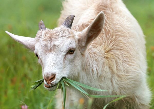 Goat in field