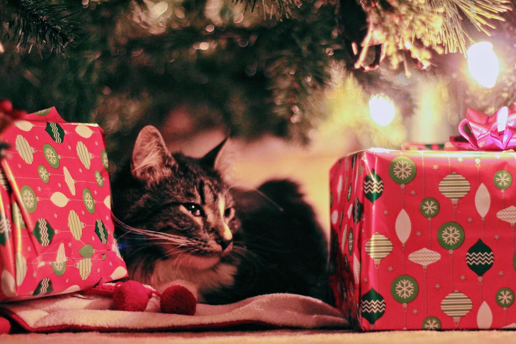 Cat with wrapping paper