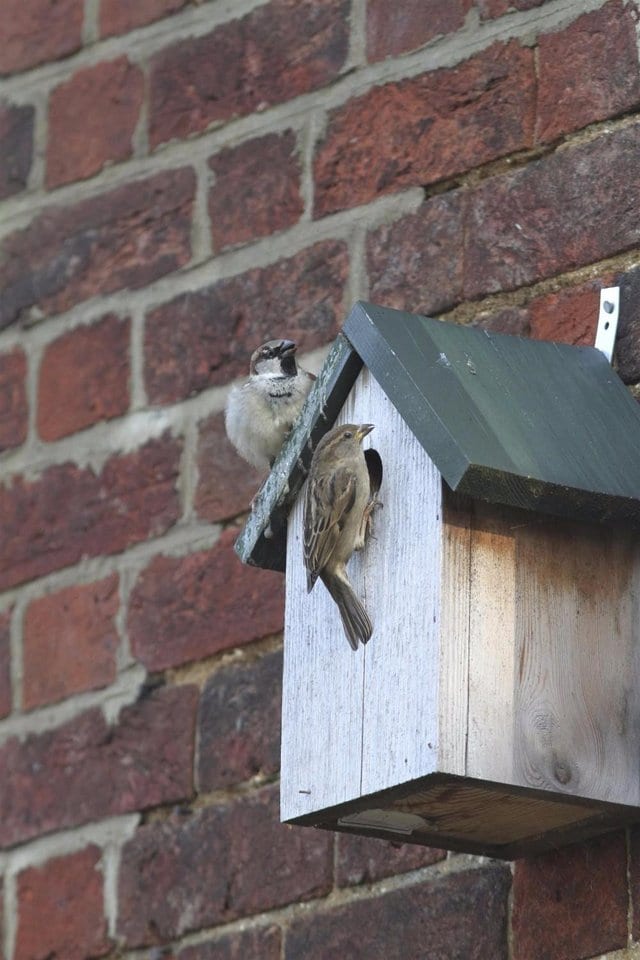 Birds on bird house