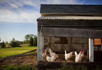 Care Guide for Keeping Chickens