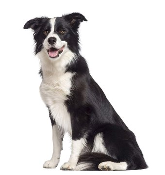 Border Collie Dog Breed Guide