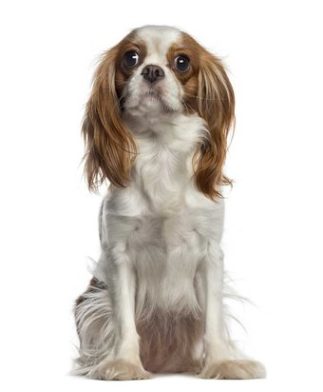 Cavalier King Charles Spaniel Dog Breed Guide