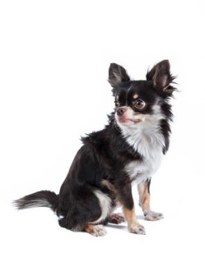Chihuahua Dog Breed Guide