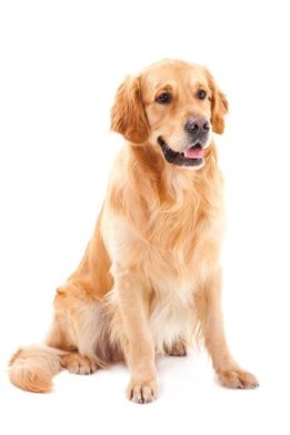 Golden Retriever Dog Breed Guide