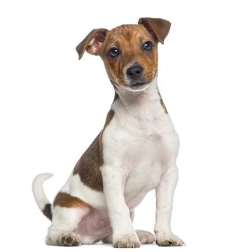 Jack Russell Terrier Dog Breed Guide
