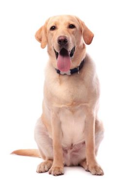 Labrador Retriever Dog Breed Guide