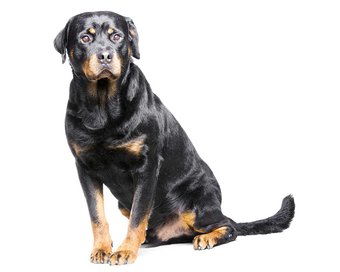 Rottweiler Dog Breed Guide - Preloved UK