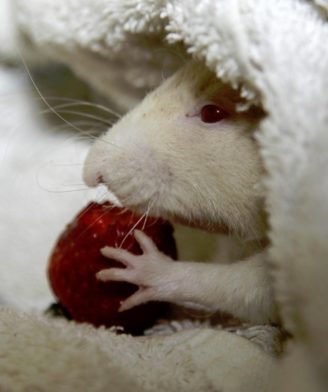 Keeping Pet Rodents Warm in Winter