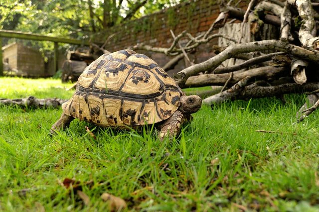 tortoise hibernation box for sale