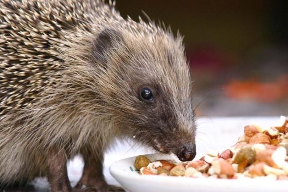 Help Save Britain's Hedgehogs | Winter Survival