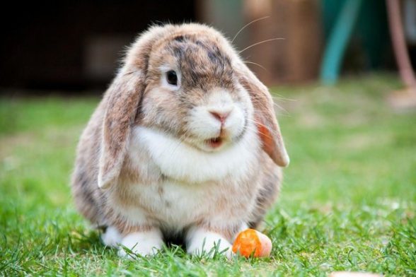 Healthy Diet for Rabbits