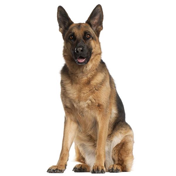 are german shepherds nasty