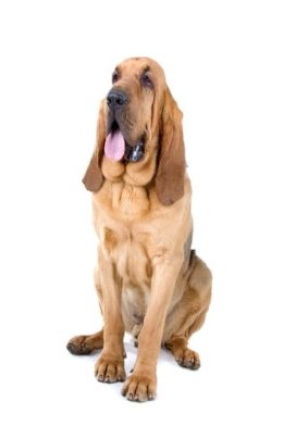 Dog Breed Guides: The Bloodhound