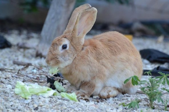 10 Homemade Rabbit Toys: Inexpensive Rabbit Enrichment Ideas