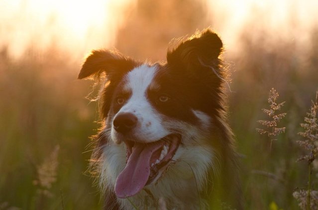 Caring for Dogs in Hot Weather - Preloved UK