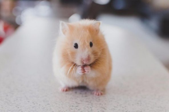 Hamster Care Basics: Dos and Don'ts