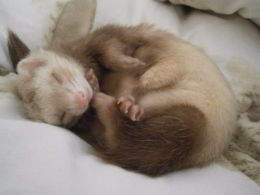 Ferret Care: Basic Dos and Don'ts