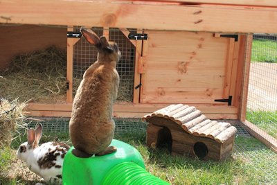 Happy and Hoppy Rabbits!