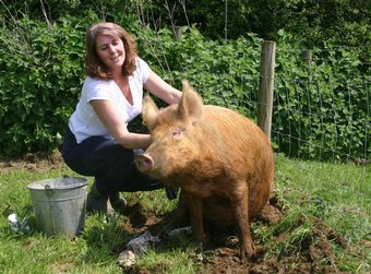 Advice for Buying Pigs