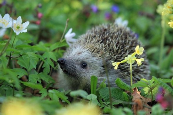 Hedgehog Awareness Week