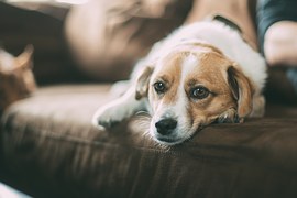 Think Before Advertising Pets for Free