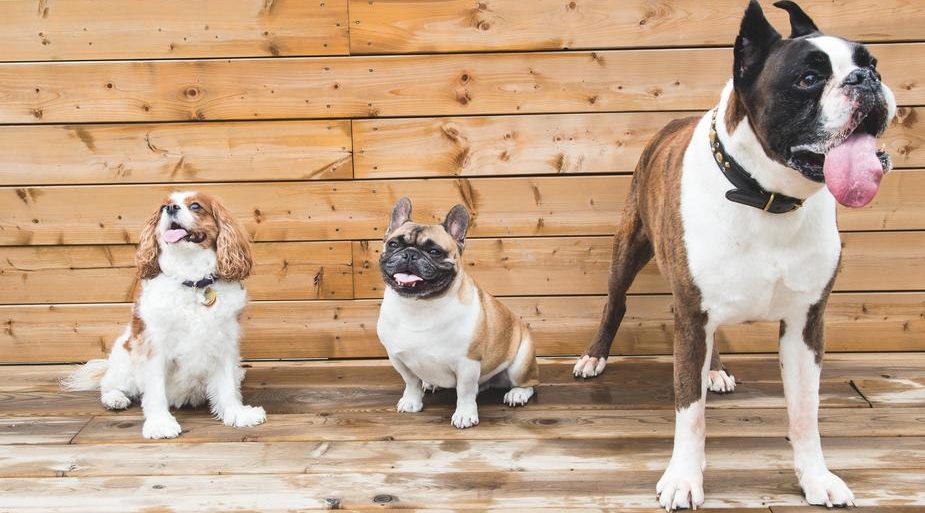 three dogs keeping animals cool in summer