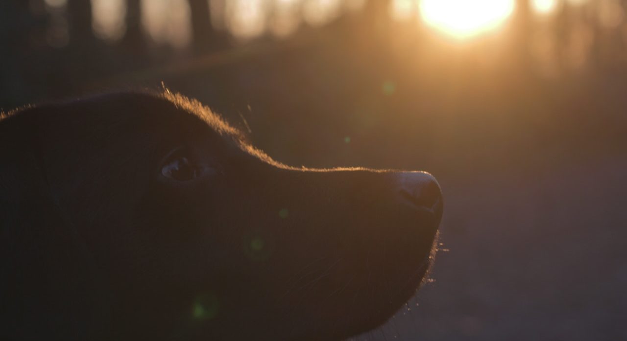 dog in sun keeping animals cool in summer