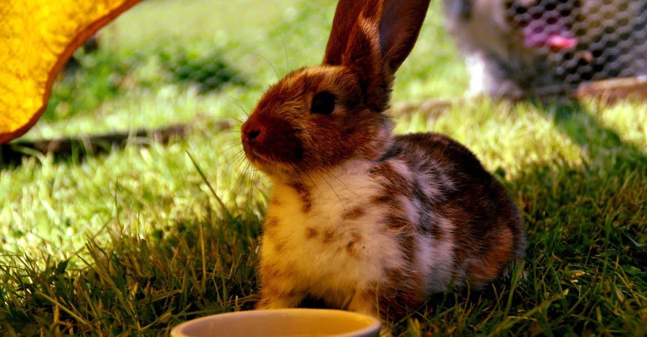 rabbit in shade keeping animals cool in summer