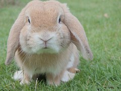 Rabbit Awareness Week