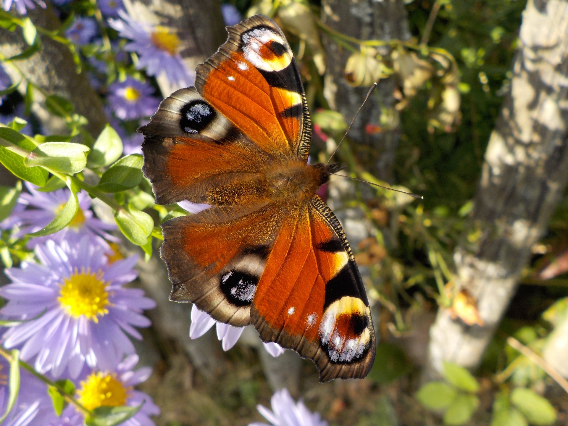 peacock-butterfly-484423_1920