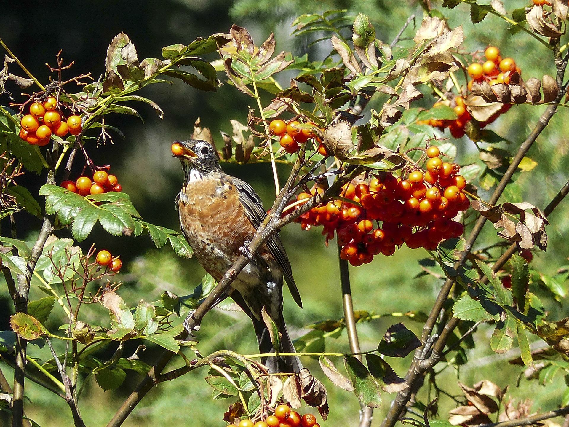 2. bird hedge