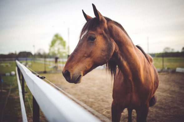 Understanding Your Horse's Body Language