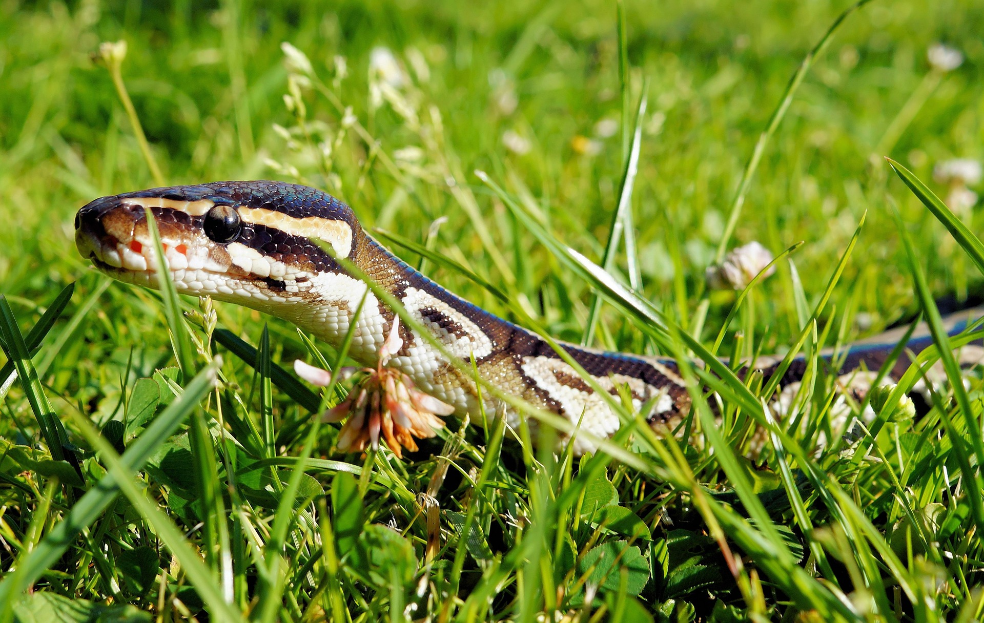 ball python