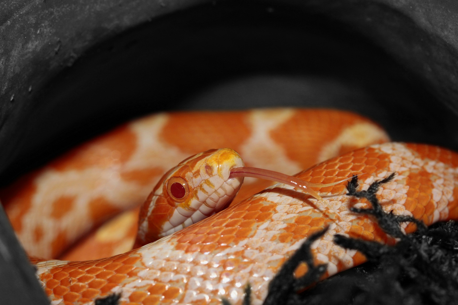 corn-snake-414802_1920