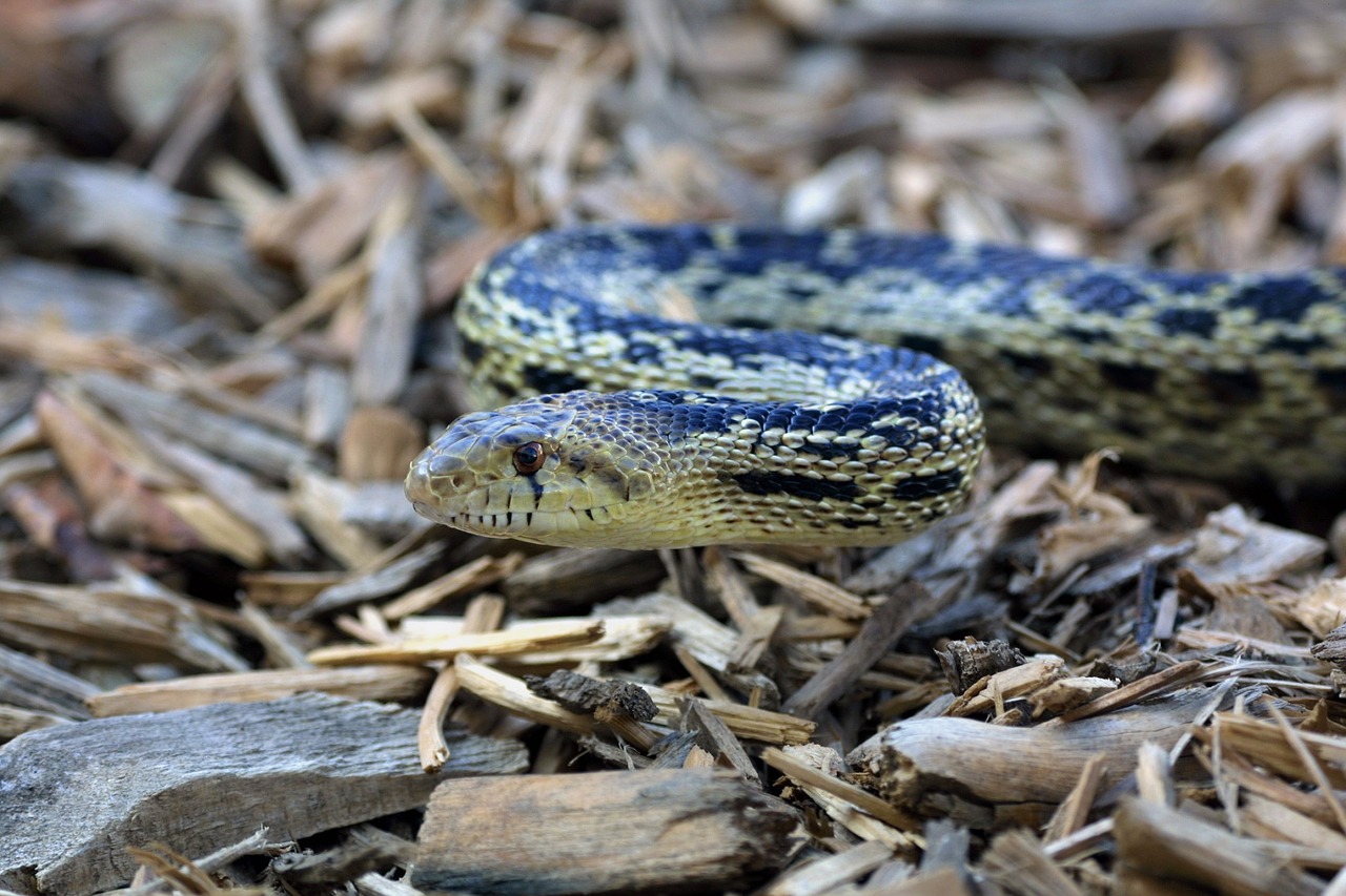 gopher-snake-1069748_1280