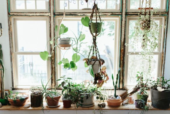 Houseplants - Bringing Nature Indoors
