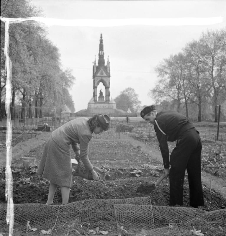 Dig For Victory. Allotment at Kensington Gardens, London.