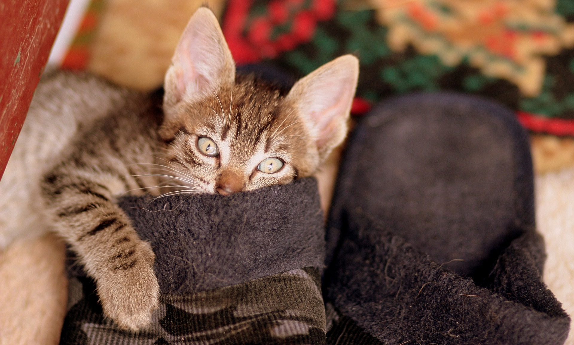 14 Tips to CatProof Your Home Preloved UK