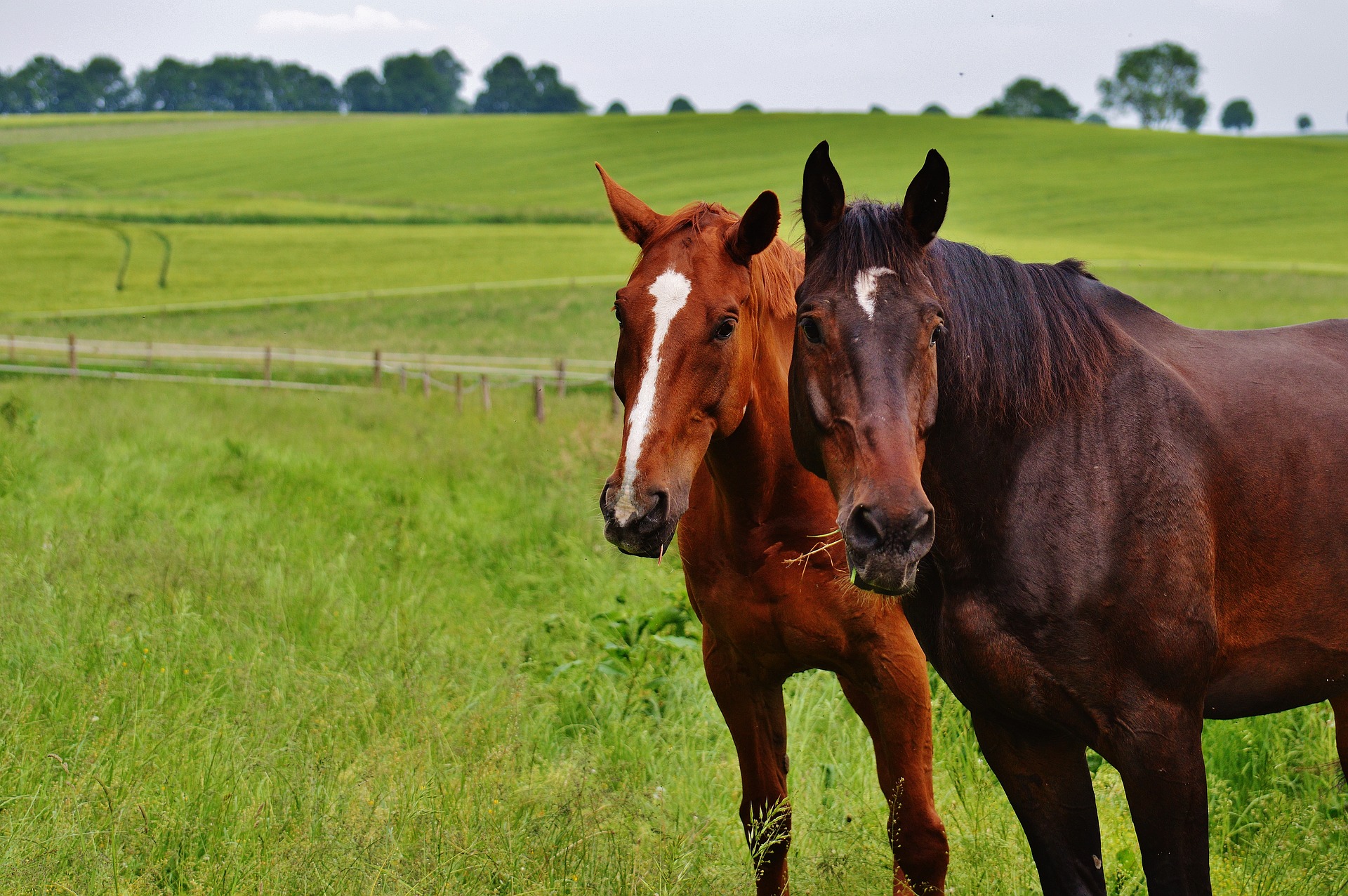 horses-1617962_1920