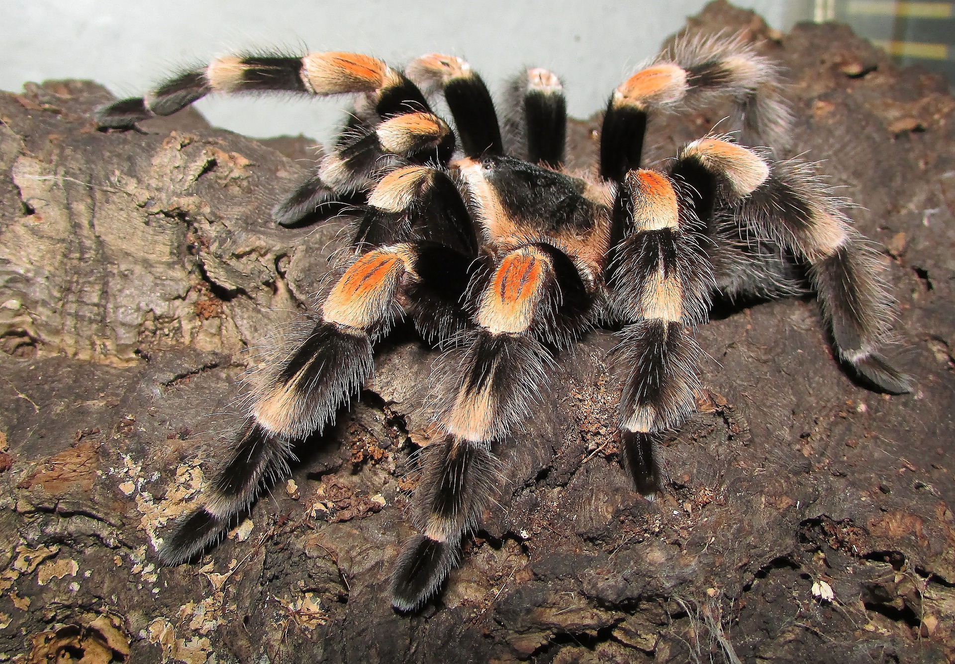 17 Tarantula Accessories: (Must-Have + Nice-To-Have) – Cool Pets Advice