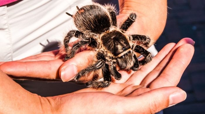 The Beginners Guide to Keeping Tarantulas as Pets