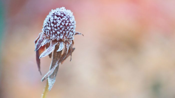 Caring for Your Garden in Winter