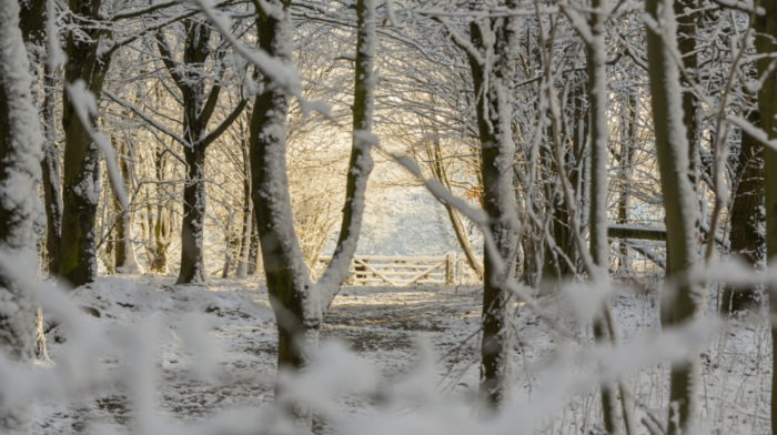 Find Your Own National Trust Winter Wonderland